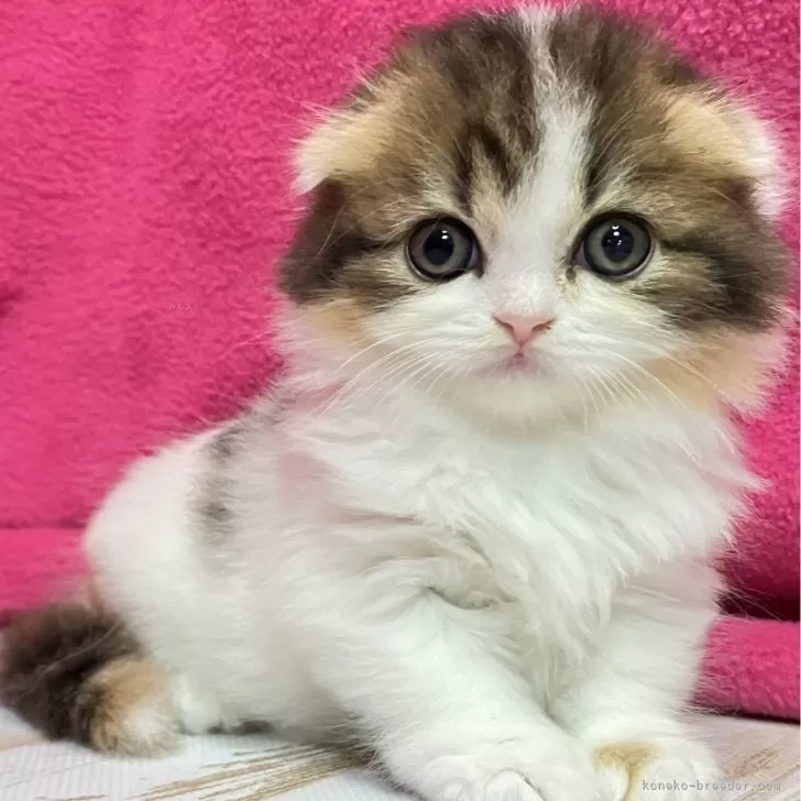 ID:2505-00382の子猫