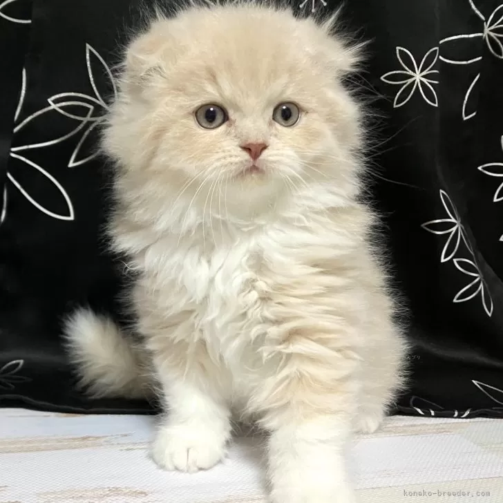 ID:2507-03398の子猫