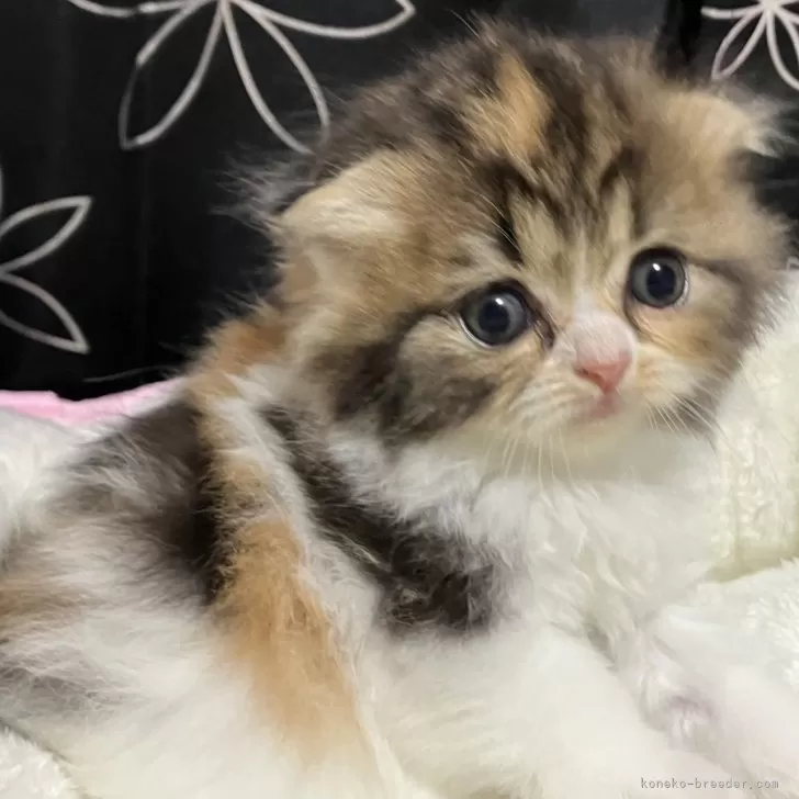 ID:2509-01731の子猫