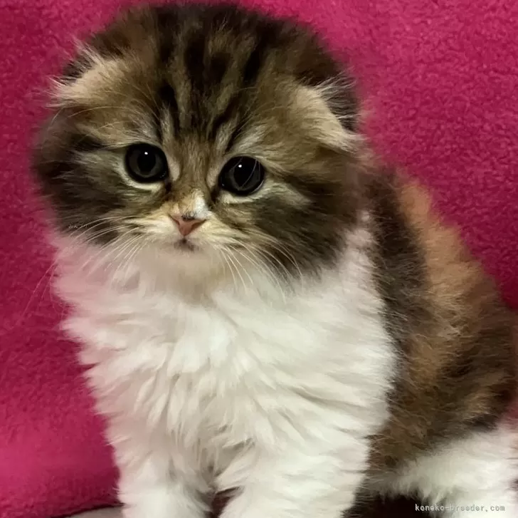 ID:2412-01971の子猫