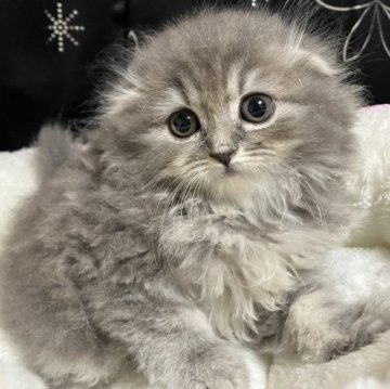 スコティッシュフォールド(折れ耳)【三重県・女の子・2025年9月19日・ブルー&ホワイト（長毛）】の写真「大人しい素晴らしい子※掲載は56日まで。」