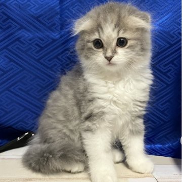 スコティッシュフォールド(折れ耳)【三重県・男の子・2025年9月19日・ブルー&ホワイト（長毛）】の写真「素晴らしい子※掲載は56日まで」