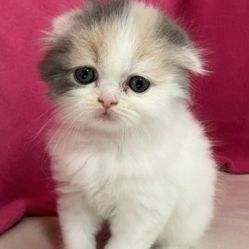 スコティッシュフォールド【三重県・女の子・2024年11月14日・ダイリュートキャリコ（長毛）】の写真「丸いフォルム素晴らしい※掲載は生後58日まで。」