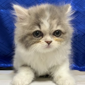 スコティッシュフォールド(立ち耳)【三重県・女の子・2025年9月19日・ダイリュートキャリコ（長毛）】の写真「素晴らしい子※掲載は58日まで。」