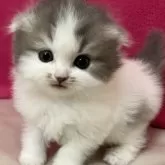 スコティッシュフォールド(折れ耳)【三重県・女の子・2024年11月24日・ブルータビー&ホワイト】の写真1「生後27日」