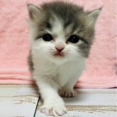 スコティッシュフォールド(立ち耳)