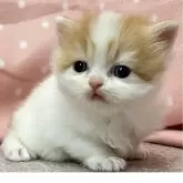 スコティッシュフォールド(立ち耳)