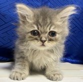 スコティッシュフォールド(立ち耳)