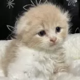 スコティッシュフォールド(折れ耳)