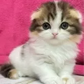 スコティッシュフォールド(折れ耳)【三重県・女の子・2025年4月12日・キャリコ】の写真1「生後43日」