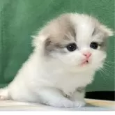 スコティッシュフォールド(折れ耳)