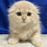 スコティッシュフォールド(折れ耳)