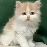スコティッシュフォールド(立ち耳)
