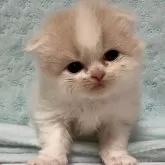 スコティッシュフォールド(折れ耳)