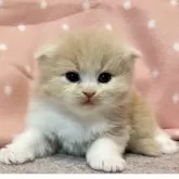 スコティッシュフォールド(折れ耳)【三重県・男の子・2025年4月12日・クリームタビー&ホワイト】の写真4「生後21日」