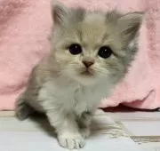 スコティッシュフォールド(立ち耳)【三重県・女の子・2025年12月18日・ダイリュートキャリコ】の写真2