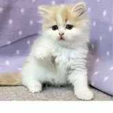 スコティッシュフォールド(立ち耳)【三重県・男の子・2025年3月25日・クリーム&ホワイト】の写真2「生後46日」