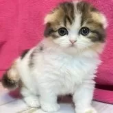 スコティッシュフォールド(折れ耳)【三重県・女の子・2025年4月12日・キャリコ】の写真2「生後43日」