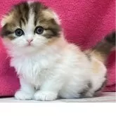 スコティッシュフォールド(折れ耳)【三重県・女の子・2025年4月12日・キャリコ】の写真3「生後43日」