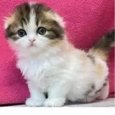 スコティッシュフォールド(折れ耳)【三重県・女の子・2025年4月12日・キャリコ】の写真4「生後43日」