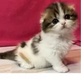 スコティッシュフォールド(折れ耳)【三重県・女の子・2025年4月12日・キャリコ】の写真5「生後36日」