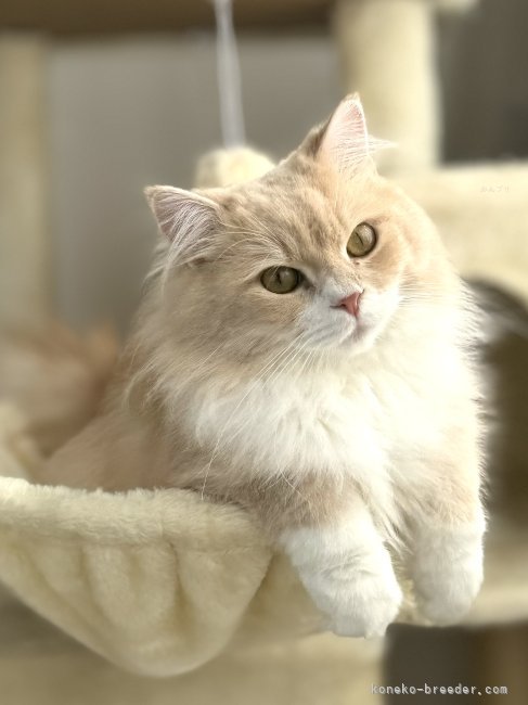 ハンモック大好きイケメン君❤️｜飯嶋　裕子(いいじま　ゆうこ)ブリーダー(千葉県・サイベリアン・ACC登録)の紹介写真6