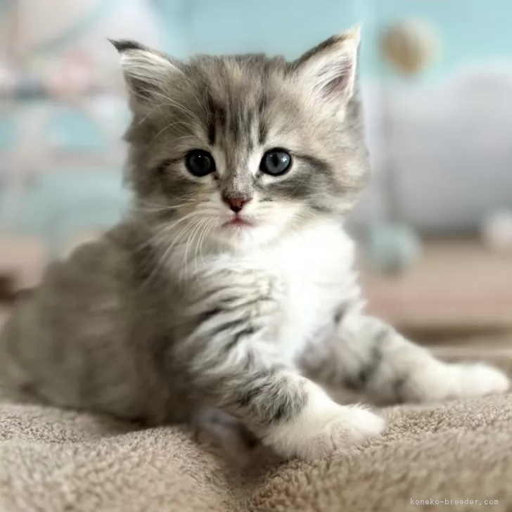 ID:2405-00415の子猫