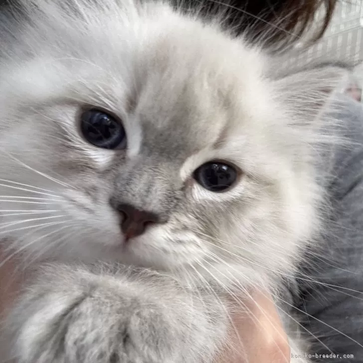 ID：2411-00617の子猫