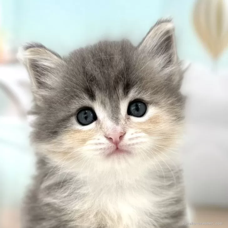 ID:2409-00514の子猫