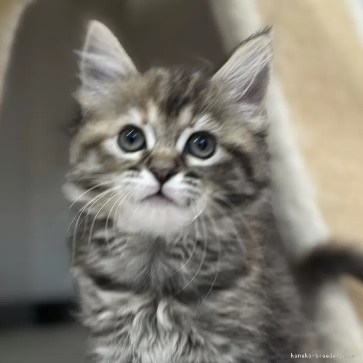 ID:2410-00420の子猫