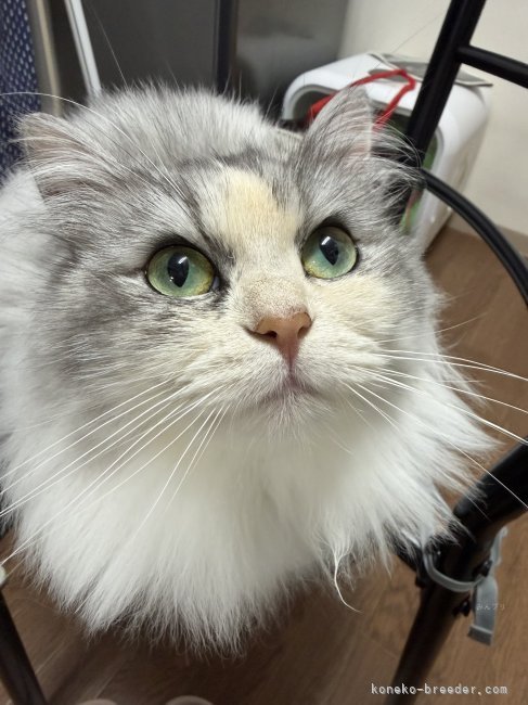 サイベリアン【・女の子・2023年4月5日・シルバーパッチ】