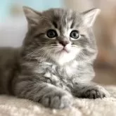 サイベリアン【千葉県・男の子・2024年3月13日・ブルーシルバータビー】の写真1