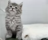 サイベリアン【千葉県・男の子・2024年7月24日・ブルーシルバータビー】の写真3