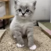 サイベリアン【千葉県・男の子・2025年11月1日・シールリンクスポイント&ホワイト】の写真14