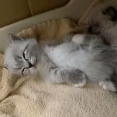 サイベリアン【千葉県・男の子・2025年11月1日・シールリンクスポイント&ホワイト】の写真15