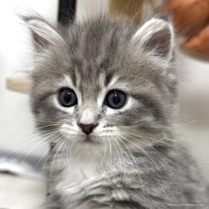 ID:2506-01559の子猫