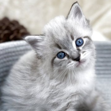 サイベリアン【千葉県・男の子・2025年11月1日・シールリンクスポイント&ホワイト】の写真「ママ似のまんまるおめめのイケメン君🧡」