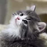 サイベリアン