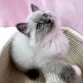 サイベリアン
