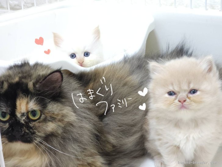 常田大樹ブリーダーのブログ：はまぐり家の皆様