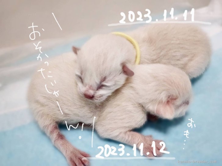 常田大樹ブリーダーのブログ：ほたてベビー誕生🐱🐱