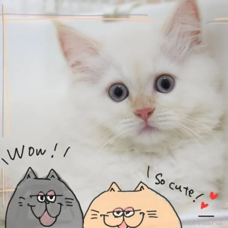 ID：2308-02105の子猫