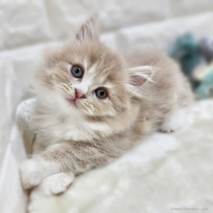 ID：2210-03121の子猫