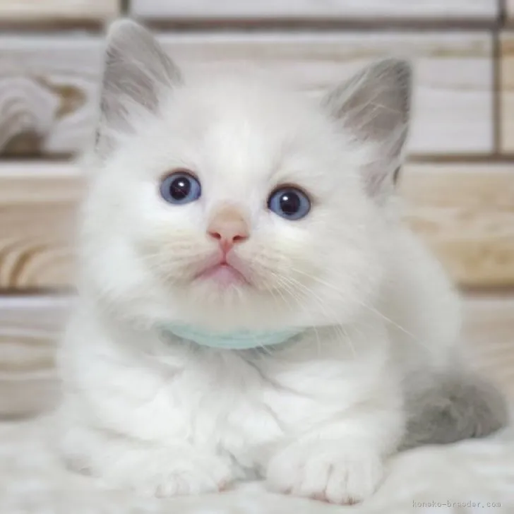 ID：2305-02982の子猫