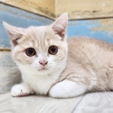 ブリティッシュショートヘア【神奈川県・男の子・2023年11月9日・クリームタビーホワイト】の写真「困り顔がカワイイ😻」