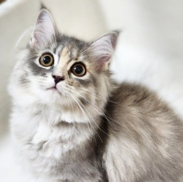 サイベリアン【神奈川県・女の子・2023年5月16日・ブルーパッチドタビー】の写真「優しい顔した《まんまるふわふわ》ちゃん😹」