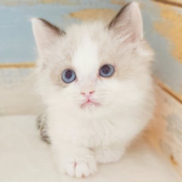 ラグドール【神奈川県・男の子・2024年3月8日・シールポイントバイカラー】の写真「まんまるイケメン😻」