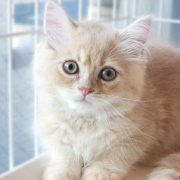 サイベリアン【神奈川県・男の子・2023年5月16日・クリームタビー】の写真「キリッとした顔立ちの《まんまるふわふわ》くん😺」