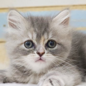 サイベリアン【神奈川県・女の子・2024年1月30日・ブルーパッチドタビー】の写真「タレ目さん♪ほんわかした顔立ち😻」