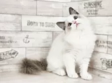 ラグドール【神奈川県・男の子・2024年11月2日・ブルーポイントバイカラー】の写真9「📷⑨」